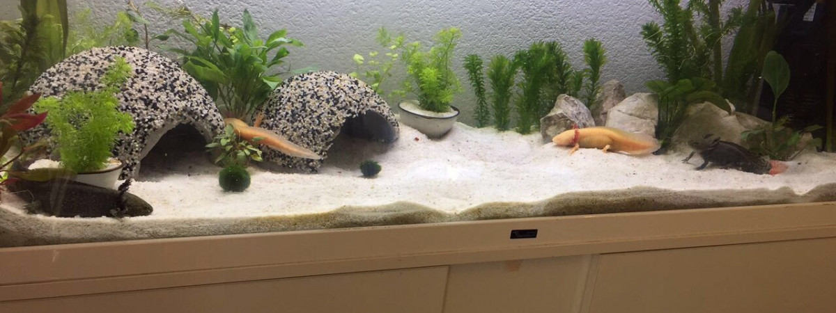 aquarium Aqua 1
