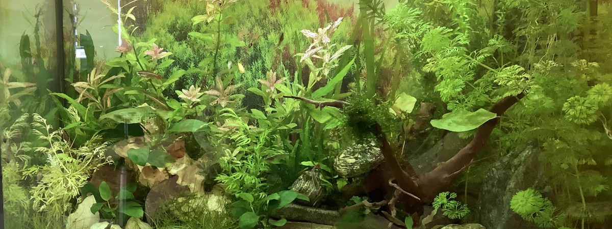 aquarium 60l