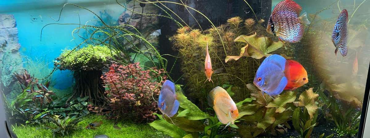 aquarium Trigon 350