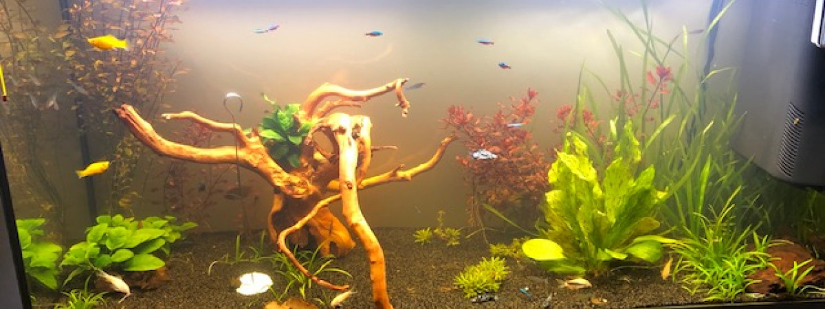aquarium Mon aquarium