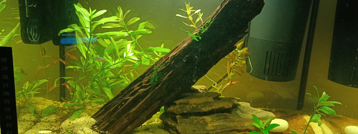 aquarium Bac Yellow Néon 30L