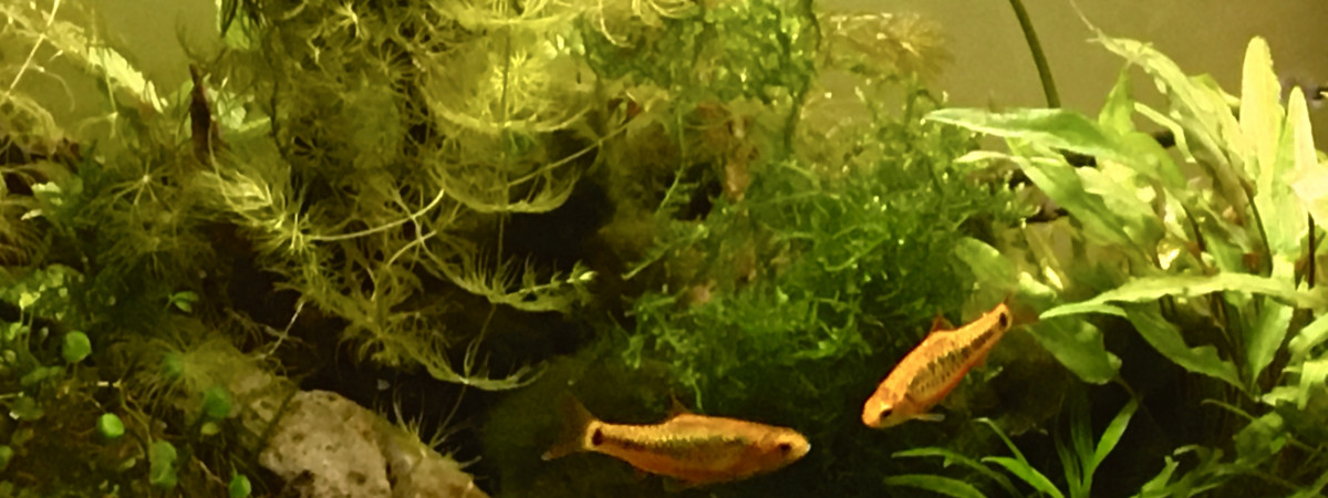 aquarium Trisolaire