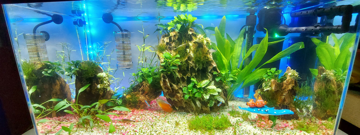 aquarium Aquarium maison