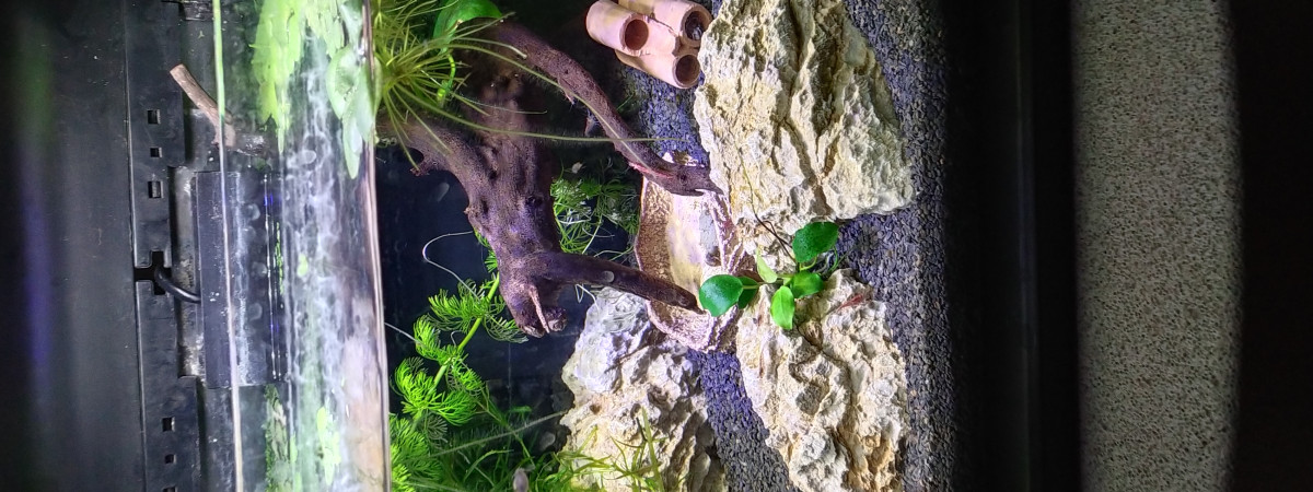 aquarium Aquarium 25L