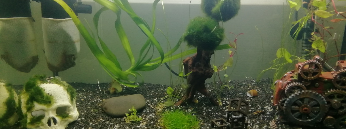 aquarium 60L crevettes