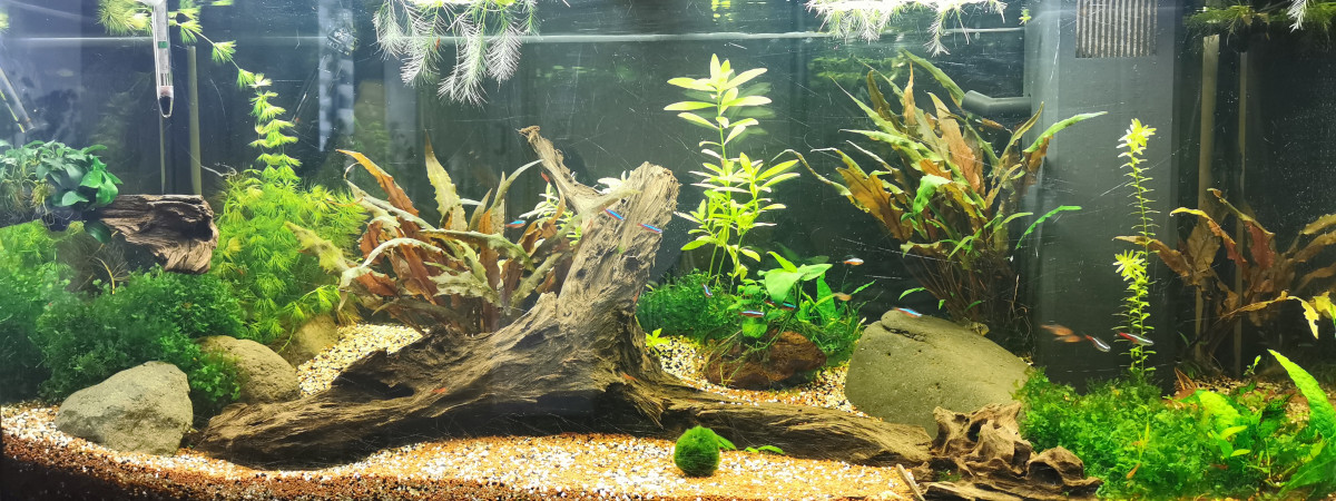 aquarium aqua 1
