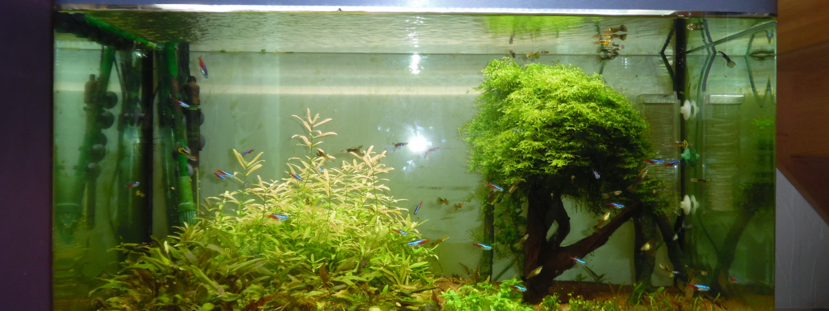 aquarium Osaka