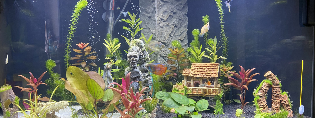 aquarium Bonnemains