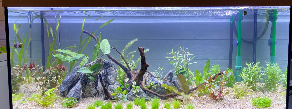 aquarium Malo Dad Aqua