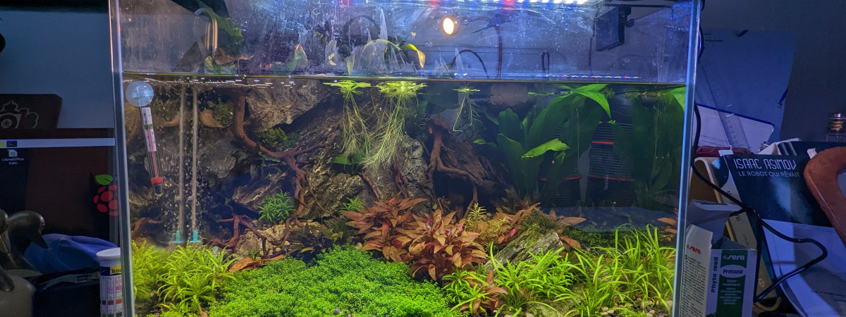 aquarium Aquascape falaises seryu