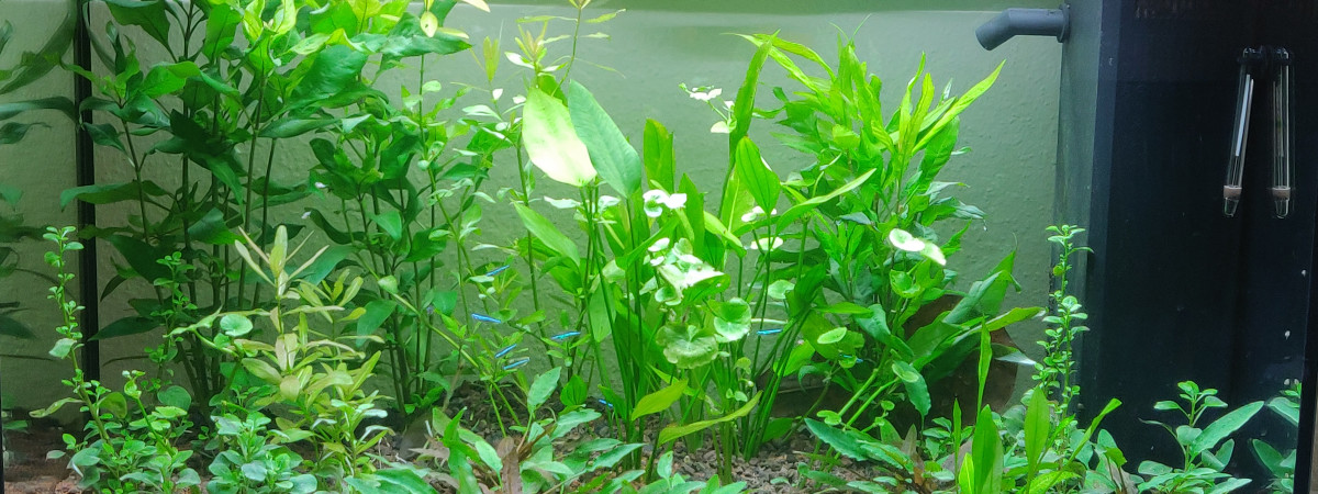 aquarium Aquarium