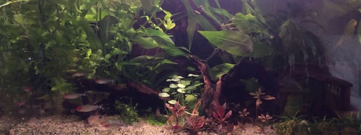 aquarium biotope amazonien