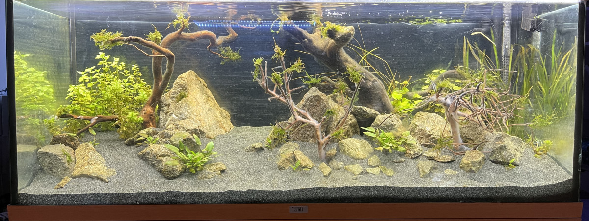 aquarium 250l