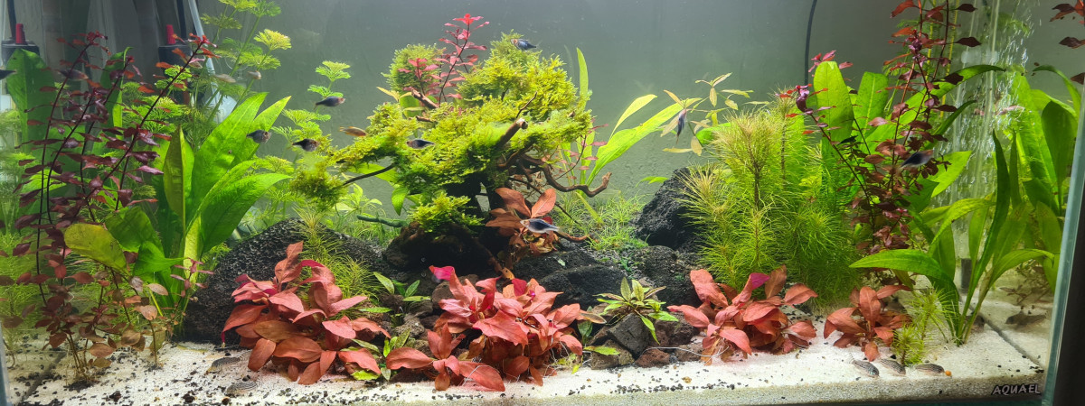 aquarium Mon aquarium