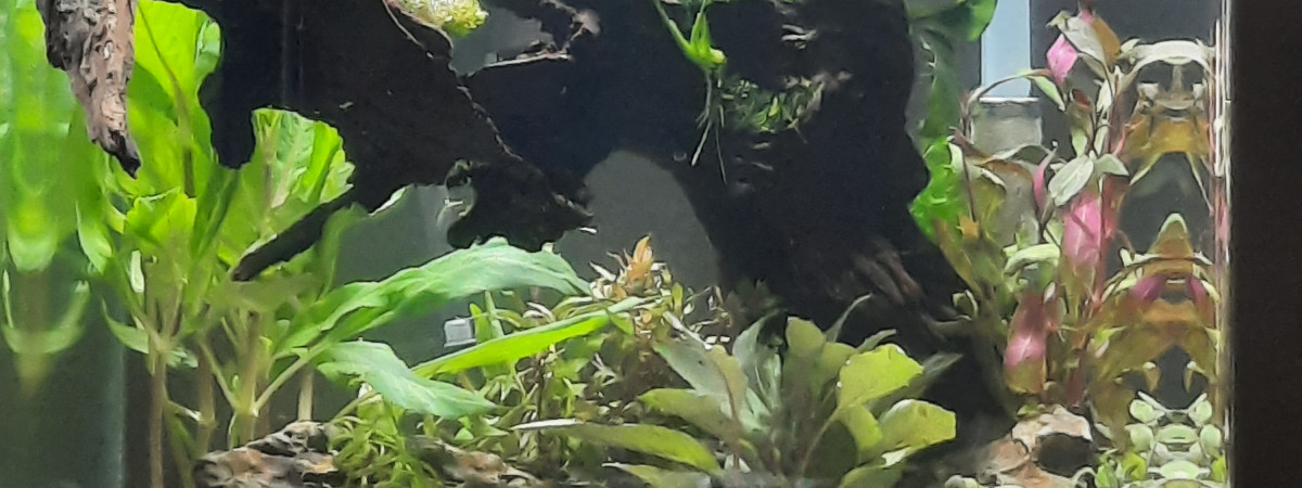 aquarium Bac 60 litres