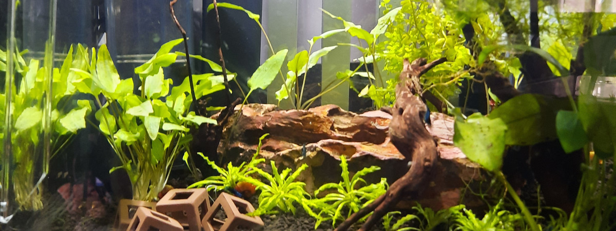 aquarium Nouveau aquarium  crevettes blues