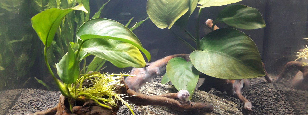 aquarium Aqua combattant