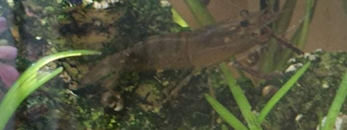 aquarium 105l macrobrachium lar