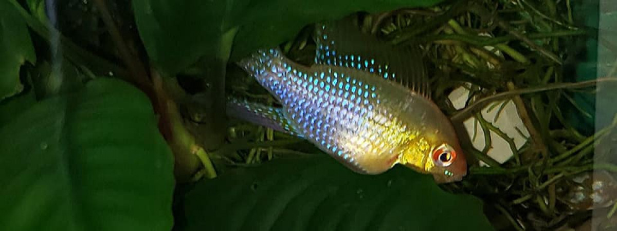 aquarium Souvenirs d enfance