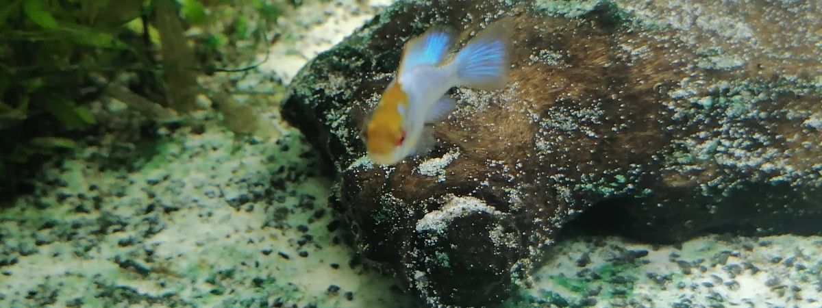 aquarium 60l