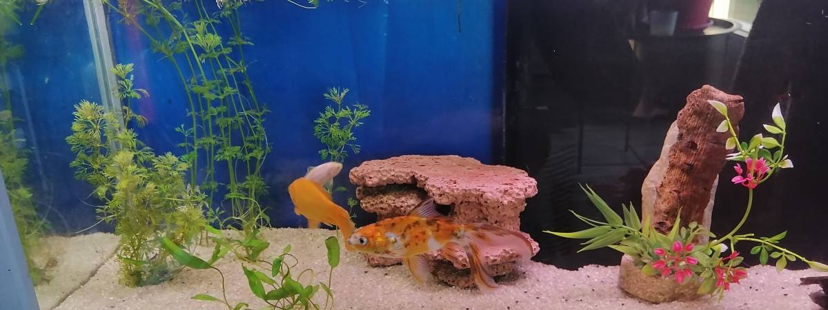 aquarium 110l