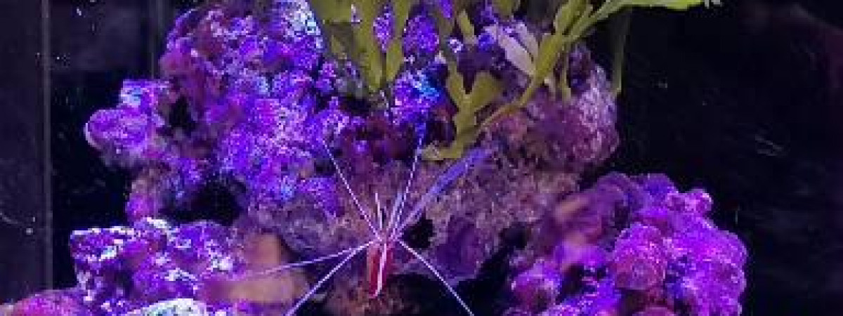 aquarium bac Marin