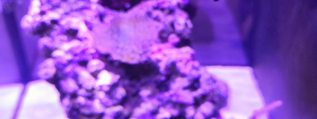 aquarium RED SEA MAX NANO