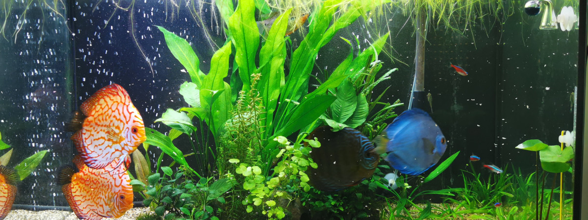 aquarium discus et camarades