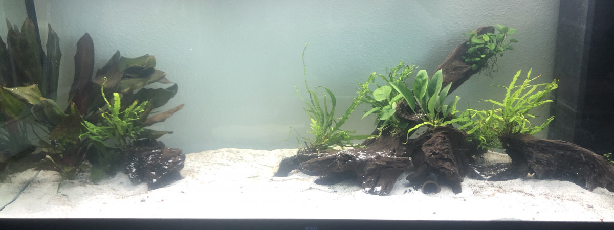 aquarium Bac loricariidae