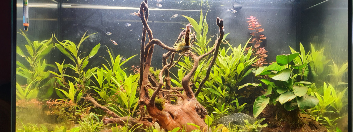 aquarium Bac communautaire