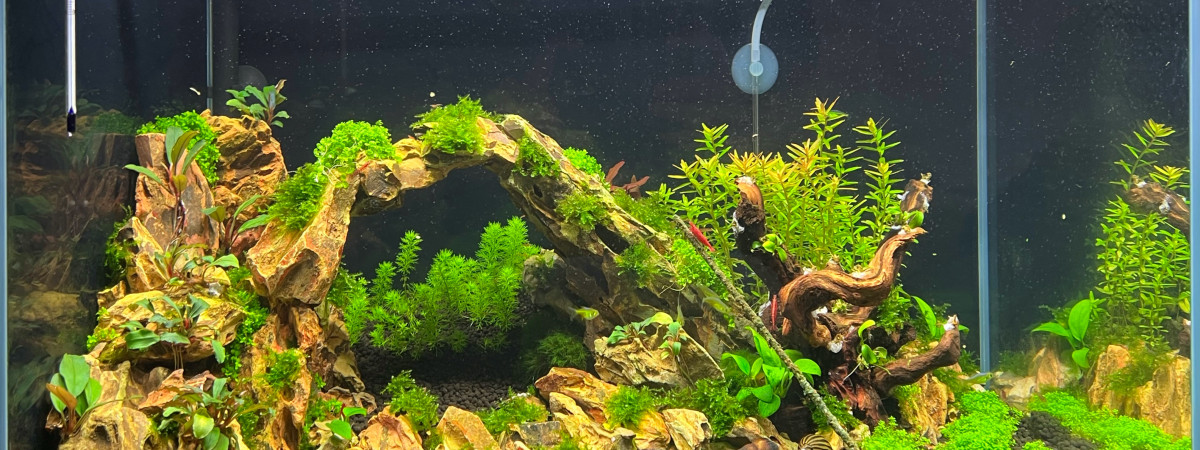 aquarium 96L bac 2