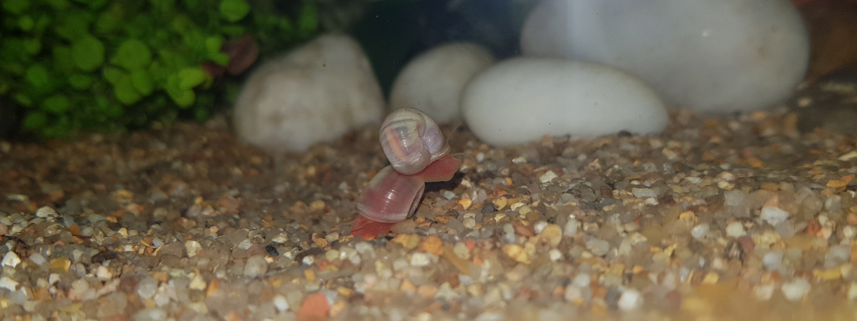 aquarium Aquarium Bubulle