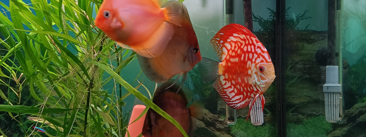 aquarium Mon aquarium