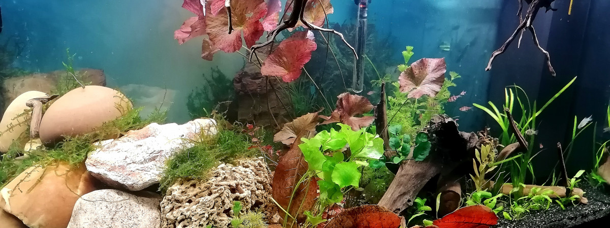 aquarium juwel