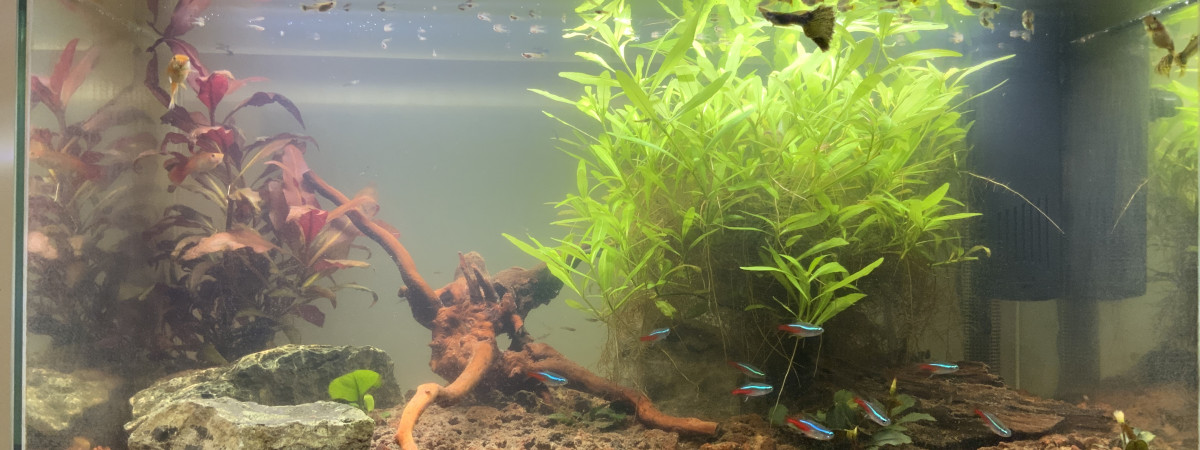 aquarium Bac 60 l