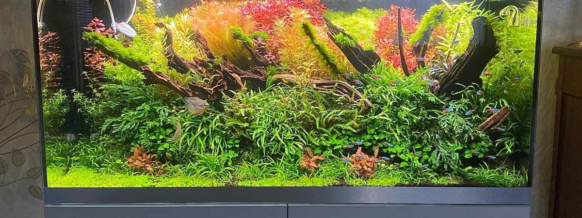 aquarium 300L NA Aquascaping communautaire