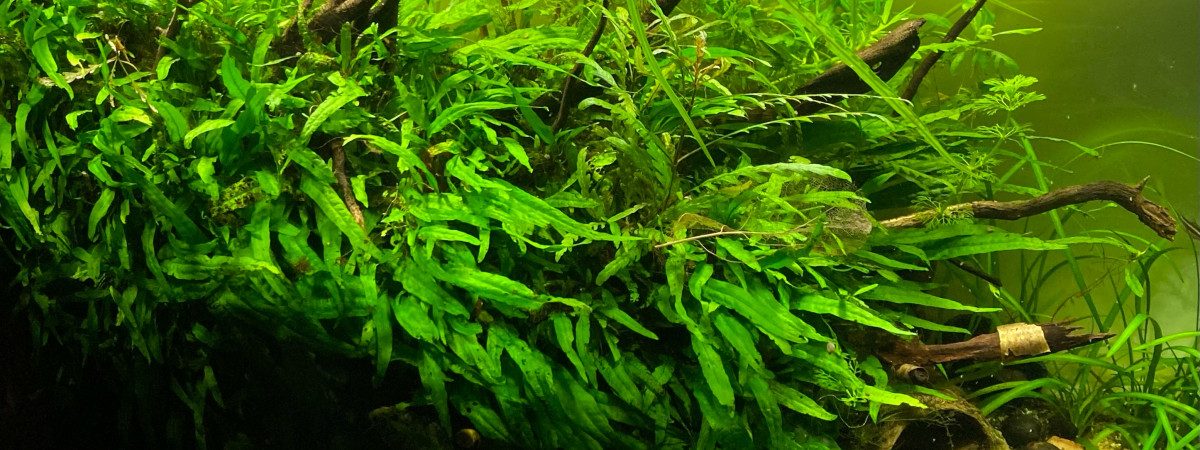 aquarium type biotope parosphromenus