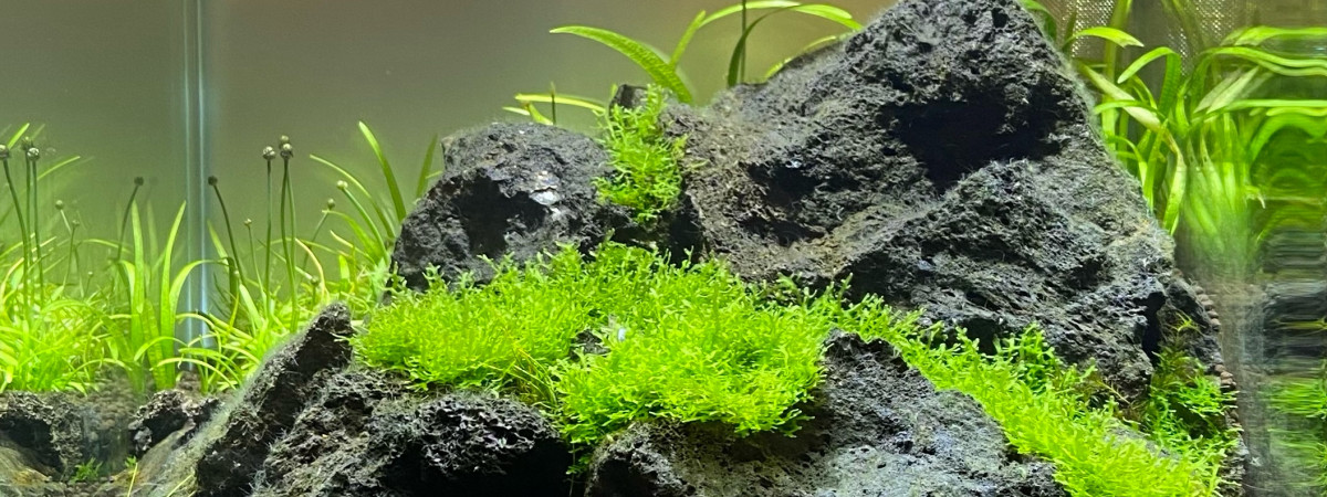 aquarium Iwagumi sans co2