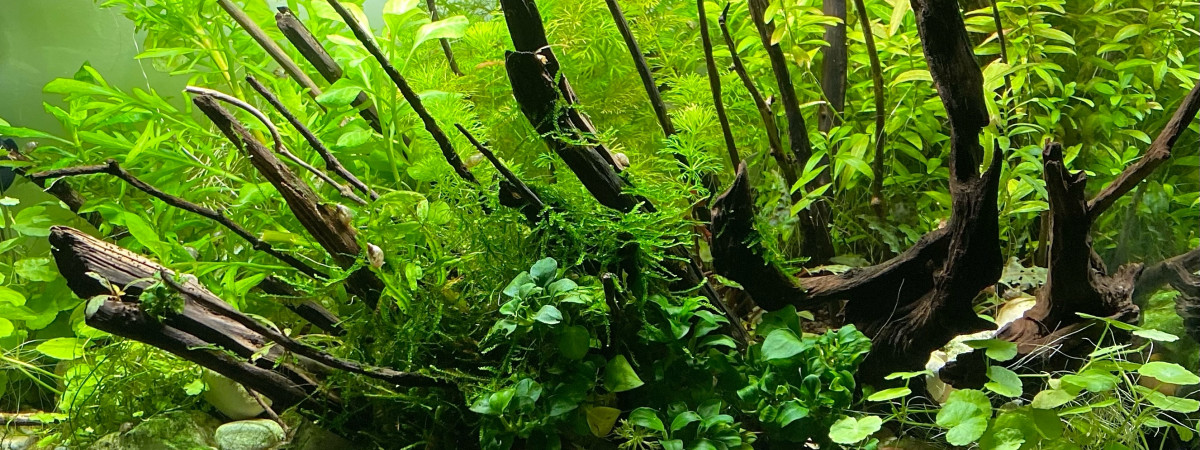 aquarium style rivière