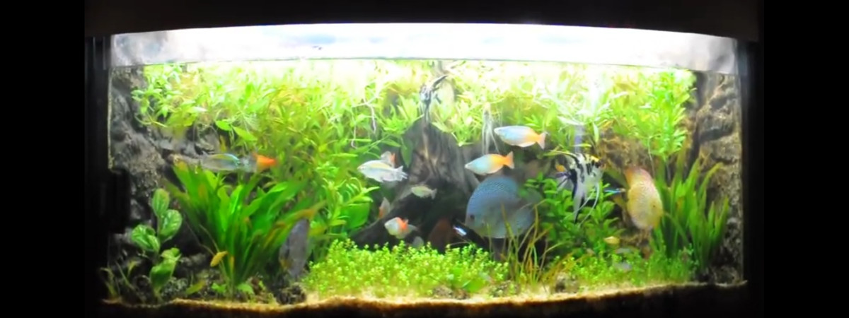 aquarium trigon 350
