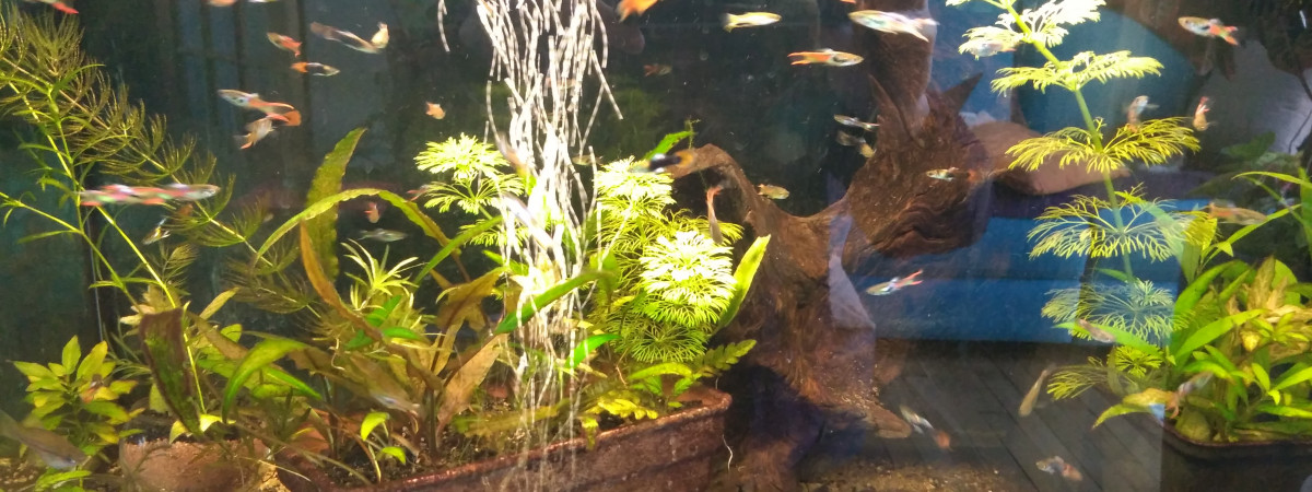aquarium petit aquarium