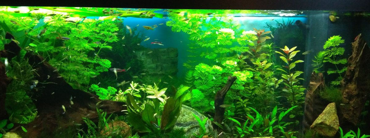 aquarium grand aquarium