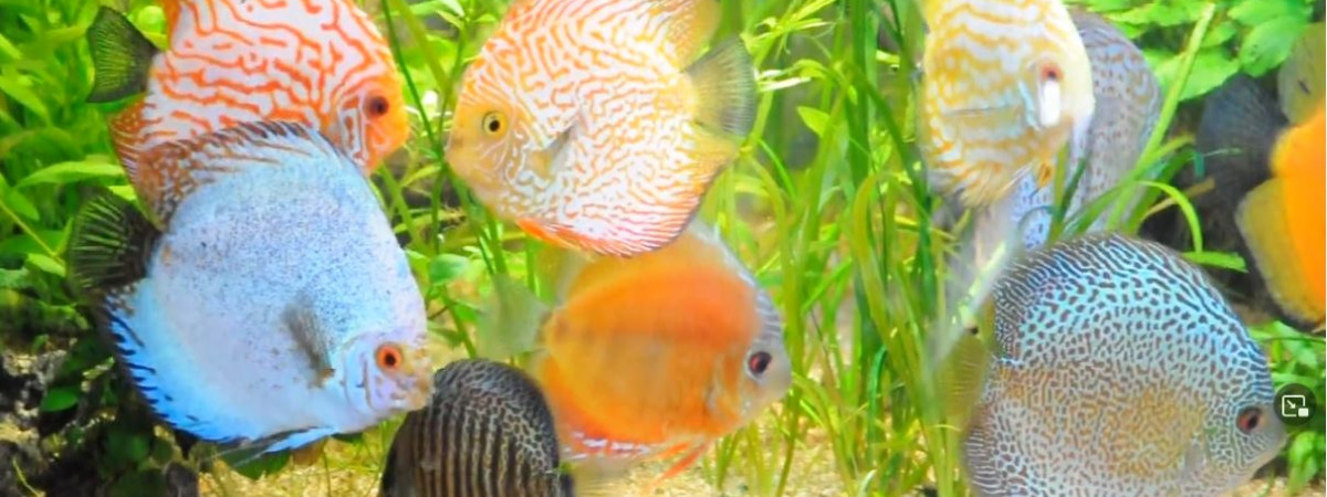 aquarium Discus