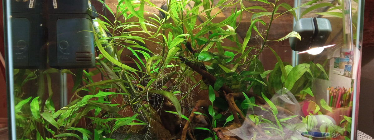 aquarium Le mini écosystèmes