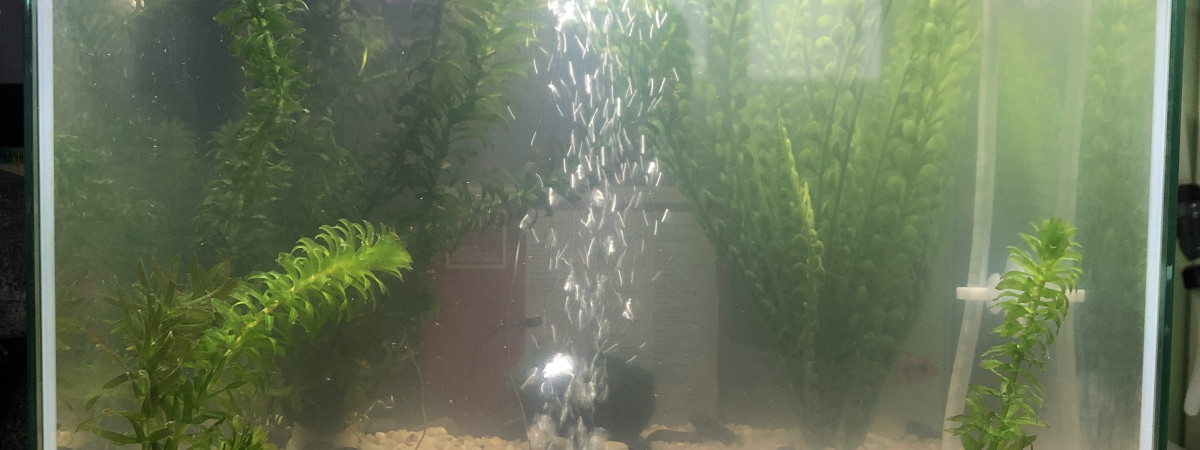 aquarium Aquarium de Titi
