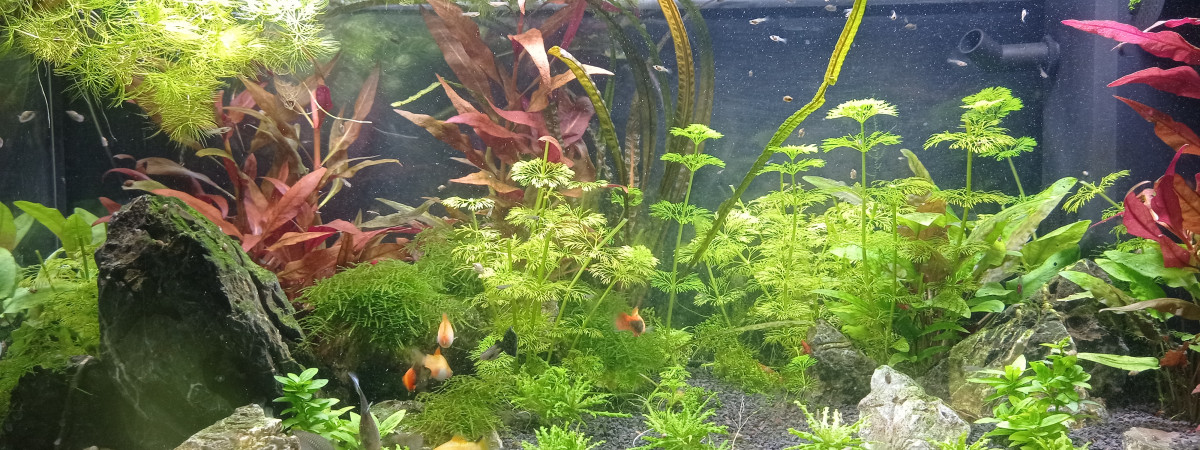 aquarium Le 110L des plapys