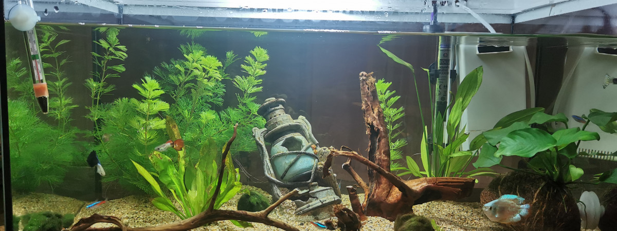 aquarium Aquarium zolux
