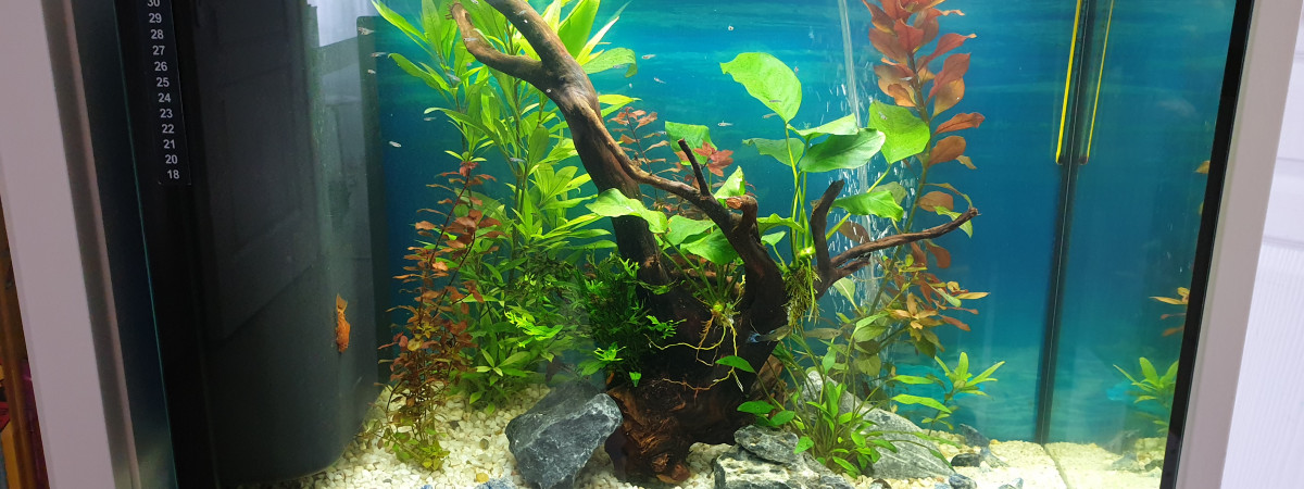 aquarium Aqua_1