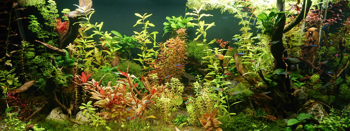 aquarium Oase 300