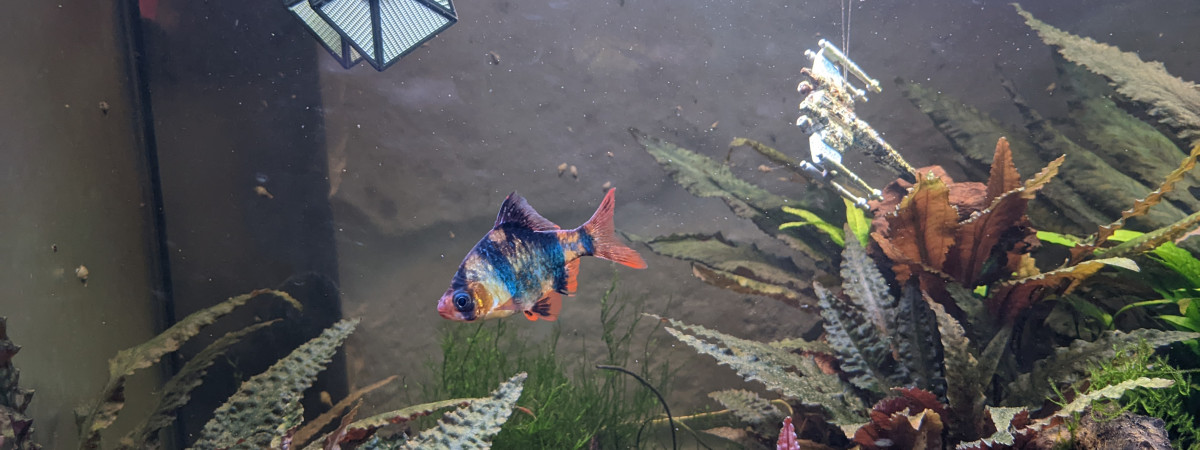 aquarium aquarium dogoba